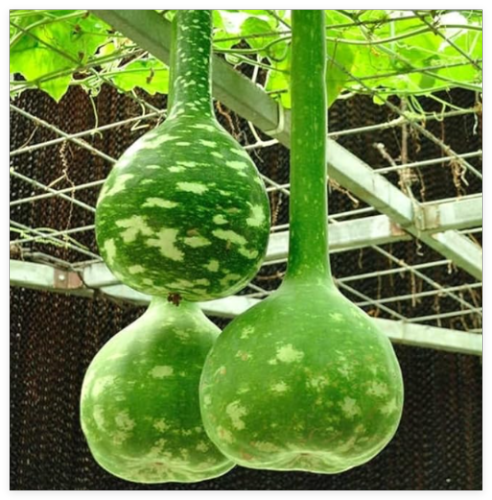 Dipper Gourd Seeds. Organic. USA Seeds