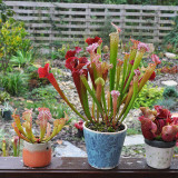 Carnivorous Plants Mixed Seeds - Sarracenia Pitcher Plant Perennial Evergreen, Colorful Spotted Veined Leaves, Easy Grow