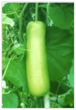 Copy Live Russian Organic Comfrey Roots for Planting Plants