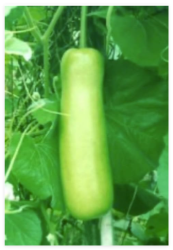 Copy Live Russian Organic Comfrey Roots for Planting Plants