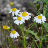 German Chamomile Seeds | Matricaria Chamomilla, Annual Herb, White Flowers, Easy Grow for Garden