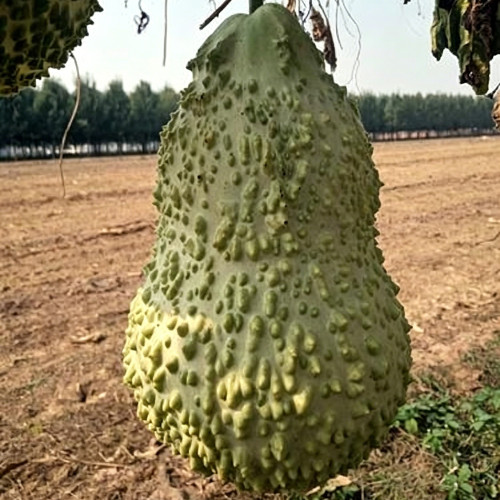 Knobbly Flower Head Gourd Seeds - Easy to Grow, Sun-Loving, Unique Shape, Perfect for Desk & Home Decor
