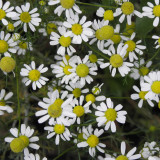 German Chamomile Seeds | Matricaria Chamomilla, Annual Herb, White Flowers, Easy Grow for Garden