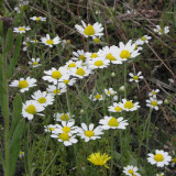 German Chamomile Seeds | Matricaria Chamomilla, Annual Herb, White Flowers, Easy Grow for Garden