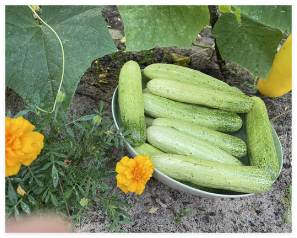 Organic Asian White/Green Sweet Crisp Cucumber Seeds