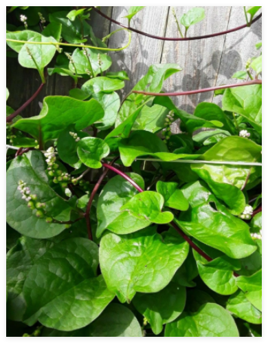 Red Stem Malabar Spinach Alugbati Mong TOI Poi Sang Ceylon Seeds