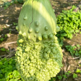 Long Knobbly Gourd Seeds - Bumpy Textured Ornamental Variety, Easy to Grow & Beginner Friendly
