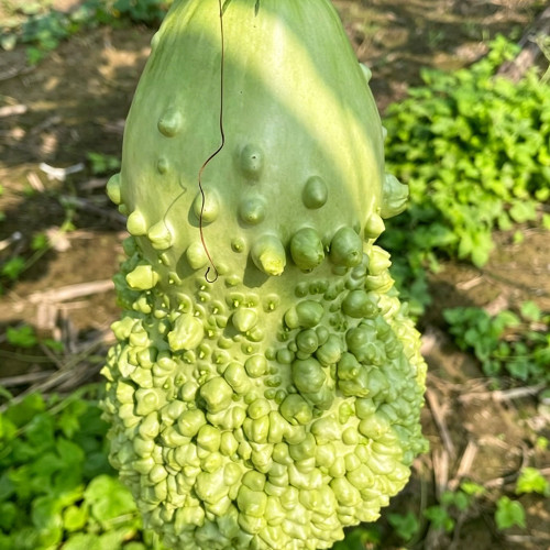 Long Knobbly Gourd Seeds - Bumpy Textured Ornamental Variety, Easy to Grow & Beginner Friendly