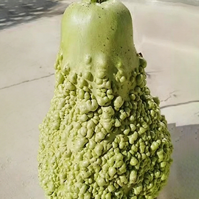 Long Knobbly Gourd Seeds - Bumpy Textured Ornamental Variety, Easy to Grow & Beginner Friendly