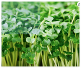 Organic Broccoli MICROGREEN Seeds | Heirloom Non GMO Sprouting Seeds