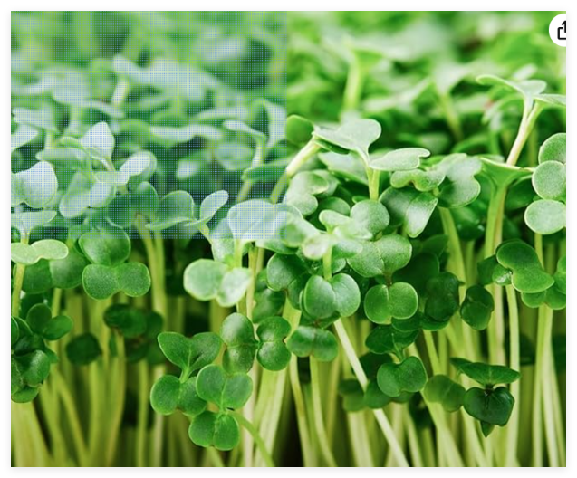 Organic Broccoli MICROGREEN Seeds | Heirloom Non GMO Sprouting Seeds