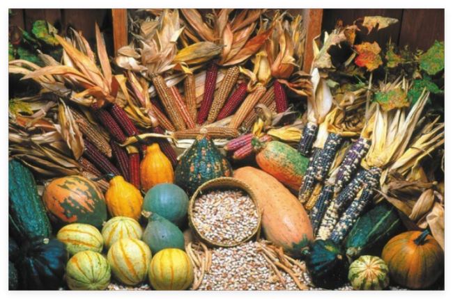 Three Sisters Garden Seeds ~ Indian Corn ~ Blue Hubbard Squash ~Yellow Pole Bean