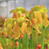 Carnivorous Plants Mixed Seeds - Sarracenia Pitcher Plant Perennial Evergreen, Colorful Spotted Veined Leaves, Easy Grow