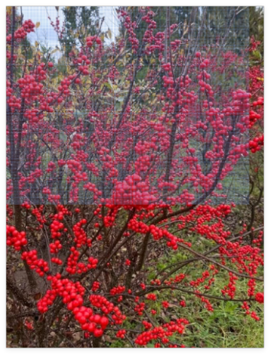 Winterberry Bush Seeds for Planting - Ilex verticillata - Essential Winter Fo