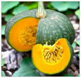 Kabocha Squash Seeds – Japanese Green Pumpkin Variety Raised Beds
