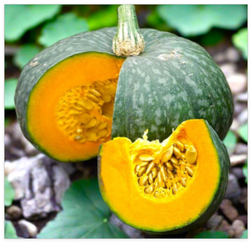 Kabocha Squash Seeds – Japanese Green Pumpkin Variety Raised Beds