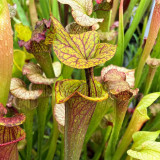 Carnivorous Plants Mixed Seeds - Sarracenia Pitcher Plant Perennial Evergreen, Colorful Spotted Veined Leaves, Easy Grow