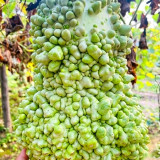 Long Knobbly Gourd Seeds - Bumpy Textured Ornamental Variety, Easy to Grow & Beginner Friendly