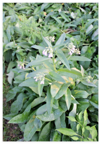 Live Russian Organic Comfrey Roots for Planting Plants