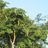 Oroxylum indicum Seeds – Indian Trumpet Tree, Winged Seeds, Purple Flowers, Ornamental Landscaping