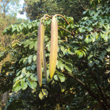 Oroxylum indicum Seeds – Indian Trumpet Tree, Winged Seeds, Purple Flowers, Ornamental Landscaping
