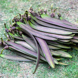 Oroxylum indicum Seeds – Indian Trumpet Tree, Winged Seeds, Purple Flowers, Ornamental Landscaping