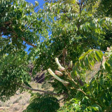 Oroxylum indicum Seeds – Indian Trumpet Tree, Winged Seeds, Purple Flowers, Ornamental Landscaping