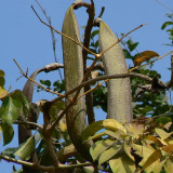 Oroxylum indicum Seeds – Indian Trumpet Tree, Winged Seeds, Purple Flowers, Ornamental Landscaping