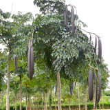 Oroxylum indicum Seeds – Indian Trumpet Tree, Winged Seeds, Purple Flowers, Ornamental Landscaping