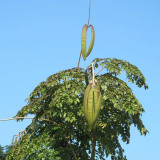 Oroxylum indicum Seeds – Indian Trumpet Tree, Winged Seeds, Purple Flowers, Ornamental Landscaping