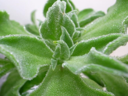 Organic Crystal Ice Plant Seeds, Non-GMO