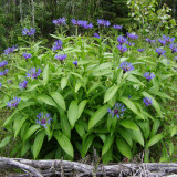Mountain Bluet Seeds – Perennial Centaurea montana, Low Maintenance for Cut Flower & Border