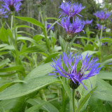 Mountain Bluet Seeds – Perennial Centaurea montana, Low Maintenance for Cut Flower & Border