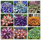 Hosta Seeds Mixed, Shade-Resistant Perennial Plants, Unique Leaf Color Comb