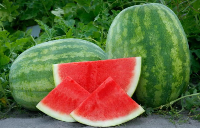 Secretariat (Seedless) Watermelon Seeds for Planting