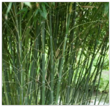 Bissetii Bamboo Seeds | Privacy Climbing Garden Seeds | Fast Growing Screen