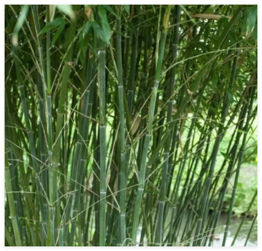 Bissetii Bamboo Seeds | Privacy Climbing Garden Seeds | Fast Growing Screen