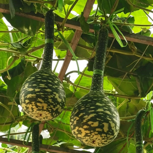 Swan Gourd Seeds – Unique Ornamental Gourd, Easy to Grow and Maintain, Ideal for Crafting & Shade