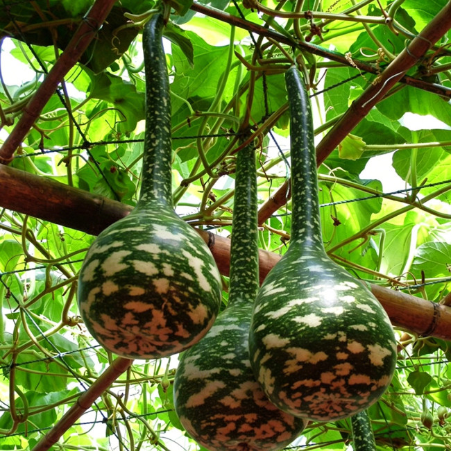 Swan Gourd Seeds – Unique Ornamental Gourd, Easy to Grow and Maintain, Ideal for Crafting & Shade