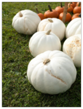 White Pumpkin Seeds Casper Halloween Garden Vegetable Squash