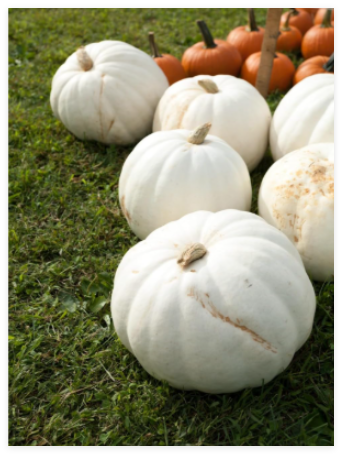 White Pumpkin Seeds Casper Halloween Garden Vegetable Squash