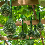 Swan Gourd Seeds – Unique Ornamental Gourd, Easy to Grow and Maintain, Ideal for Crafting & Shade