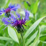Mountain Bluet Seeds – Perennial Centaurea montana, Low Maintenance for Cut Flower & Border