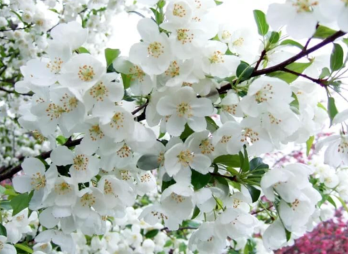 Snowdrift Crabapple Seeds for Garden Planting