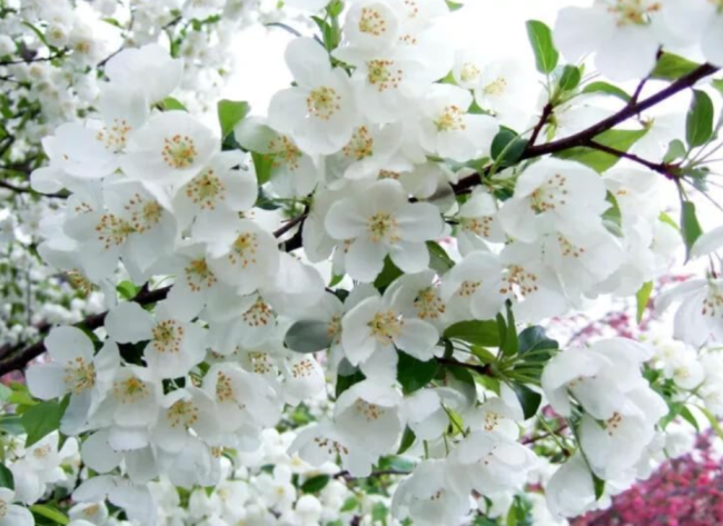 Snowdrift Crabapple Seeds for Garden Planting