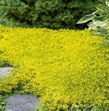 Yellow Acre Sedum Seeds for Planting (200 Seeds) Stunning Yellow Groundcover