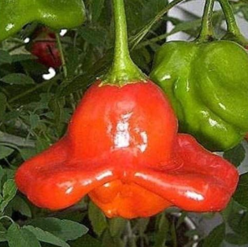 Bishop's Crown Hot Peppers Seeds
