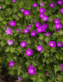 Max Frei (Bloody Cranesbill) Geranium Seeds for Garden