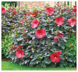 Midnight Marvel Red Hibiscus Seeds