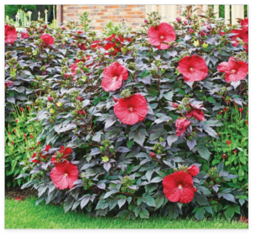Midnight Marvel Red Hibiscus Seeds